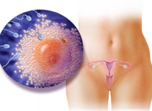 Яйцеклетка и сперматозоиды