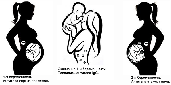Схематическое изображение первой и второй беременности