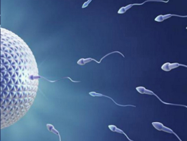 Яйцеклетка и сперматозоиды