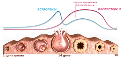Схема выработки прогестерона