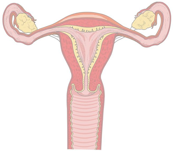 Схема женских половых органов