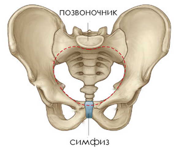 Схема тазовых костей