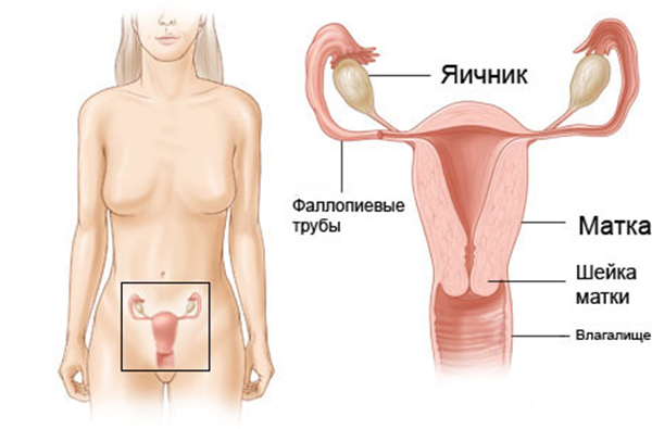 Схема женских репродуктивных органов