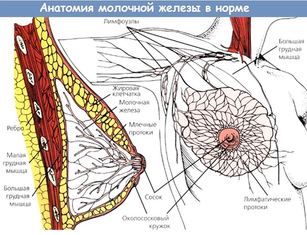 Схема женской груди